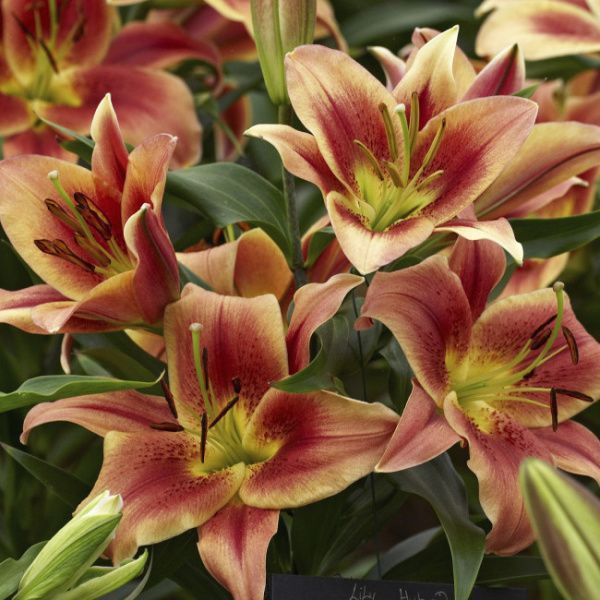 Лилия Монтего Бай