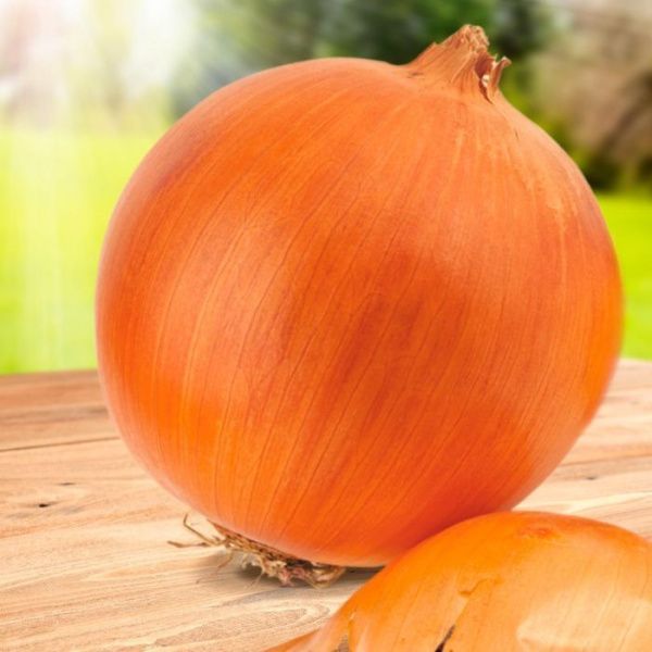 лук Байрам 1 F1  (репч) 100 г