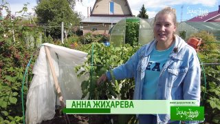 Баклажан, который рекомендуют к обязательному выращиванию!