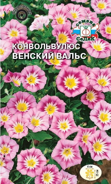 Цветок Конвольвулюс (вьюнок) Венский вальс
