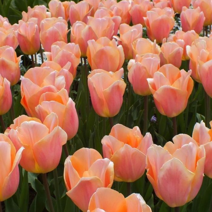 Тюльпан Априкот Импрешн  (дарвина)