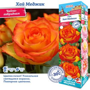 Роза Хай Меджик