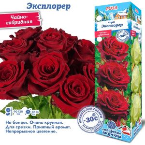 Роза Эксплорер