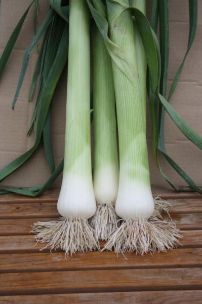 лук Аллигатор  ( ПОР ) 50г