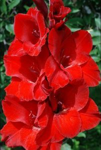 Гладиолус Оскар  3шт