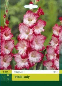 Гладиолус Натан 3шт