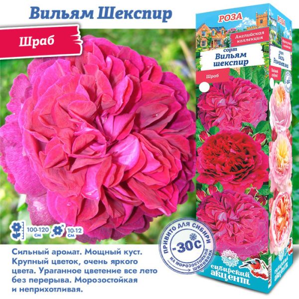 Роза Вильям Шекспир