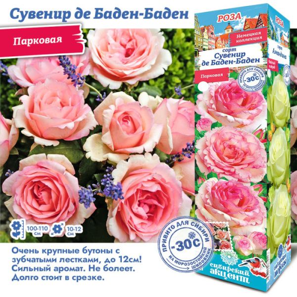 Роза Сувенир Де Баден-Баден