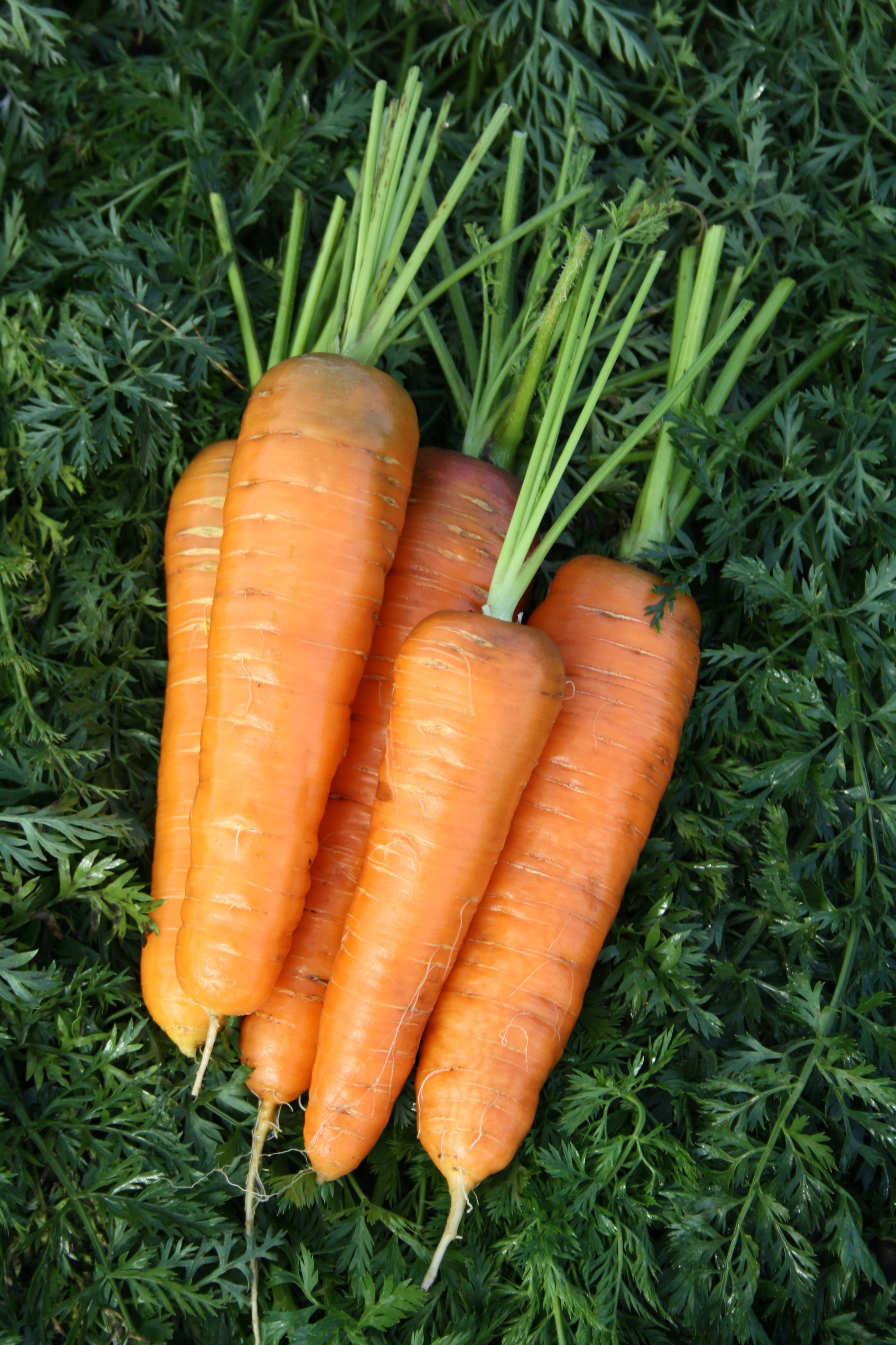 Морковь Малика (500 г)