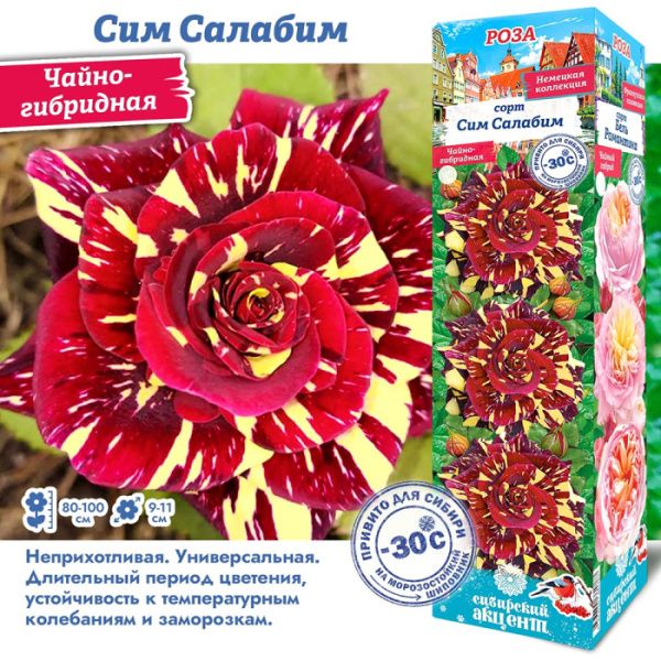 Роза Сим Салабим