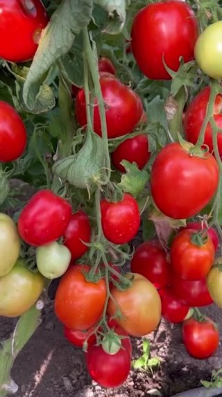 Урожайная консервация с томатом Железная Леди!
