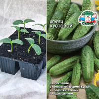 Огурец Кустовой, кассета 6шт.