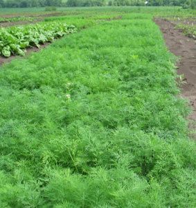 укроп Дилл  100г