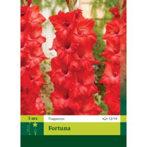 Гладиолус Фортуна 3шт