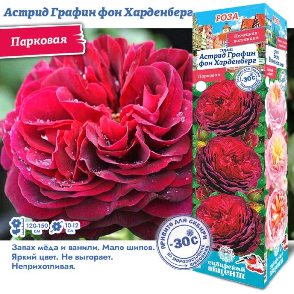 Роза Астрид Графин Фон Харденберг