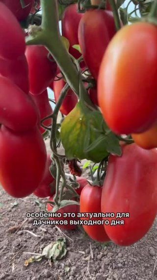 Самые консервные томаты - Самкон