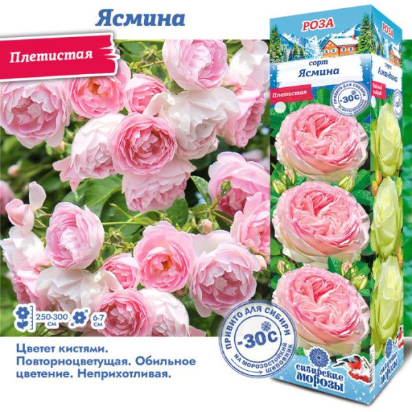 Роза Ясмина