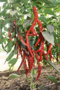 перец Змей Горыныч F1  5 г.