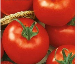 Как вырастить ранние томаты безрассадным способом