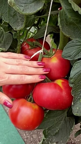 Томаты Счастье и Счастье русское, приносящие огороднику счастье урожая!
