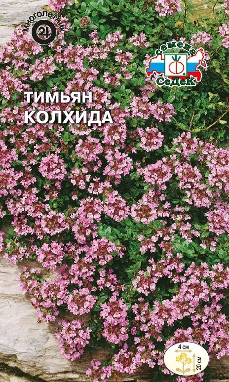 Цветок Тимьян Колхида пурпурно-лиловый (чабрец)
