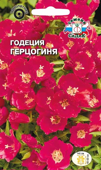 Цветок Годеция Герцогиня