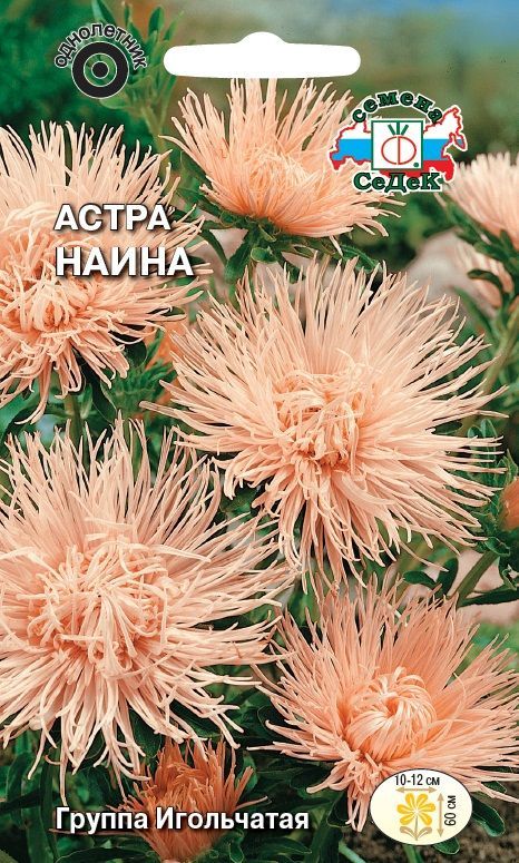 Цветок Астра Наина