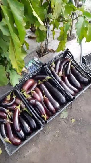 Так выглядит урожай баклажанов от СеДеК!