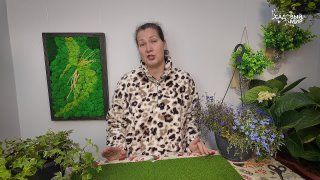 Огурцы Самкон консервировать одно удовольствие!