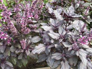 базилик Смуглянка (фиолетовый)  10г.