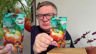 Томаты серии Сахарные. Оптимальное соотношение кислот и сахаров.