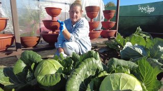 Готовимся к посеву рассады позднеспелой капусты Зимняя голова!