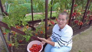 Какие томаты идеальны для баночек?