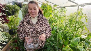 Черрико. Сладкие перцы в миниатюре.