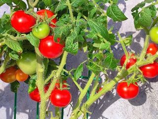 «Непас» - значит непасынкующийся!