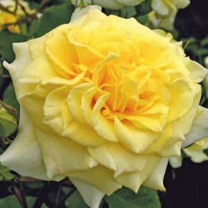 Роза Штернталлер