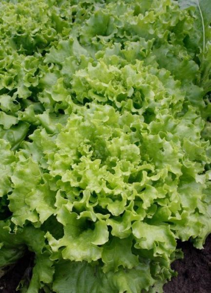 салат Удача  50 г