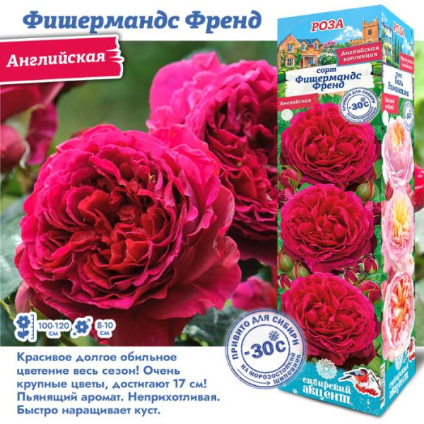 Роза Фишермандс Френд