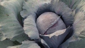 капуста Зевс F1  (б/к) 10 г.