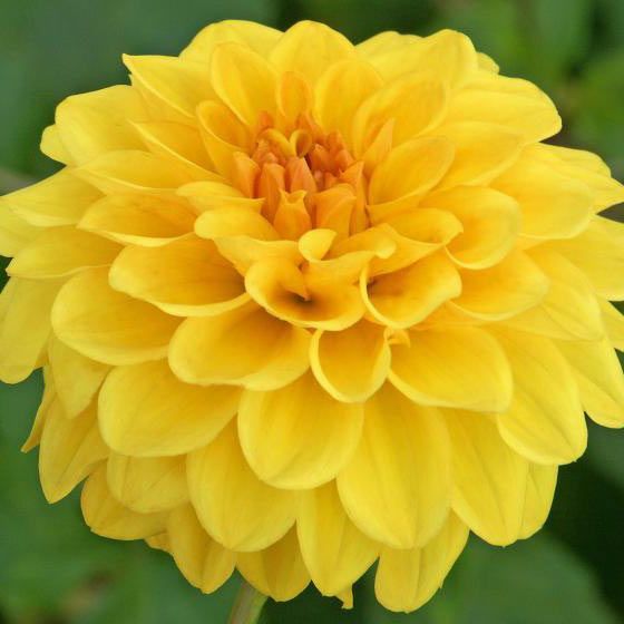 Георгин Голден Скептер