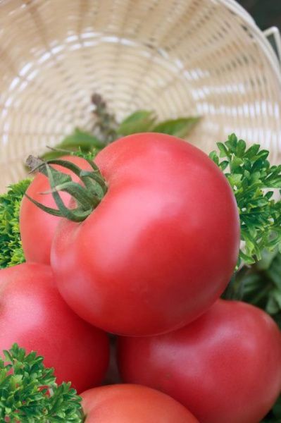 томат Кукла Маша F1  5 г