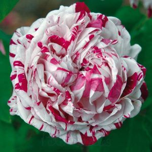 Роза Вариегата Ди Болонья