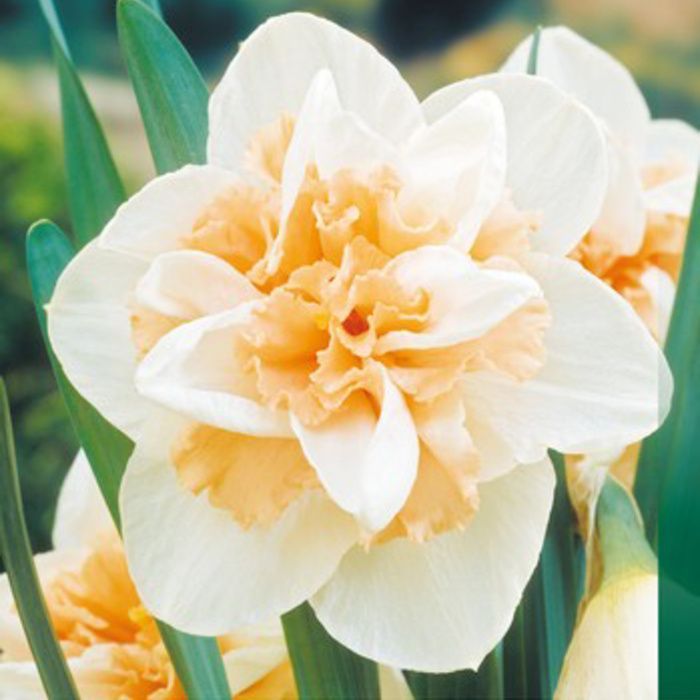 Нарцисс Дальнашоу  (махровый)