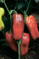 Перец Генерал Деникин F1 (500 сем.)