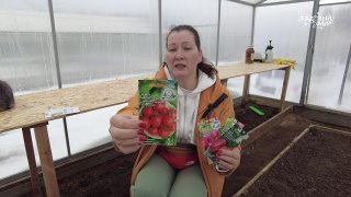 Сеем семена томатов в теплицу для дальнейшей рассадки в контейнеры!