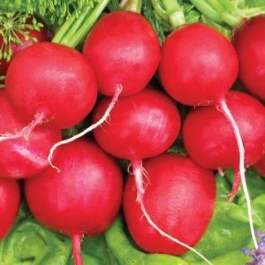 редис Нота  100г.