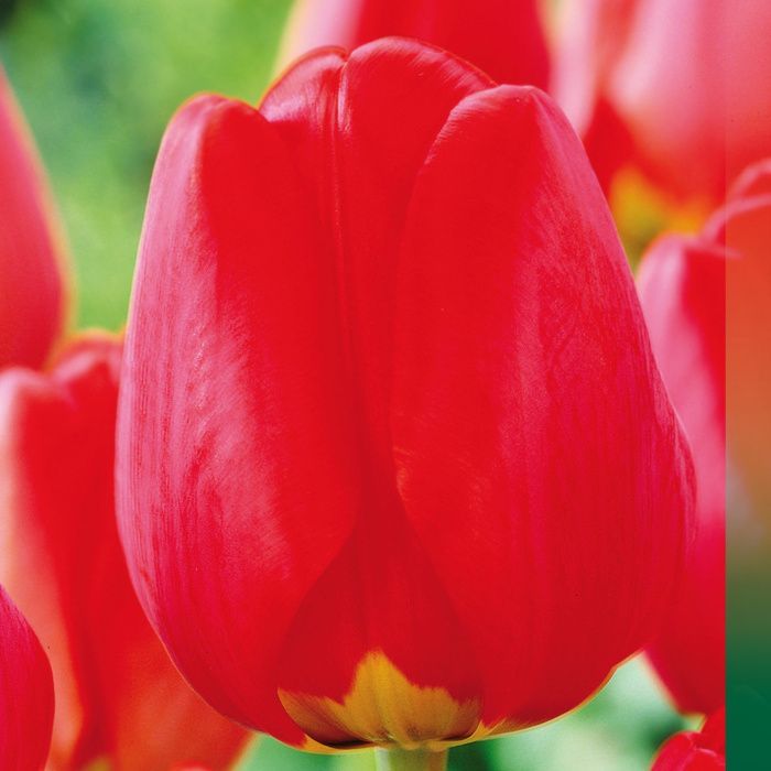 Тюльпан Апельдорн Элит (дарвина)