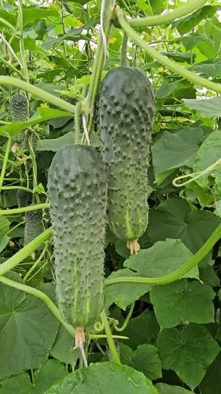 Огурец Балконное чудо 5. Урожай на 5+!