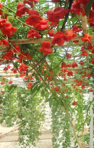 Выращиваем Перец-дерево дома