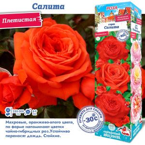 Роза Салита